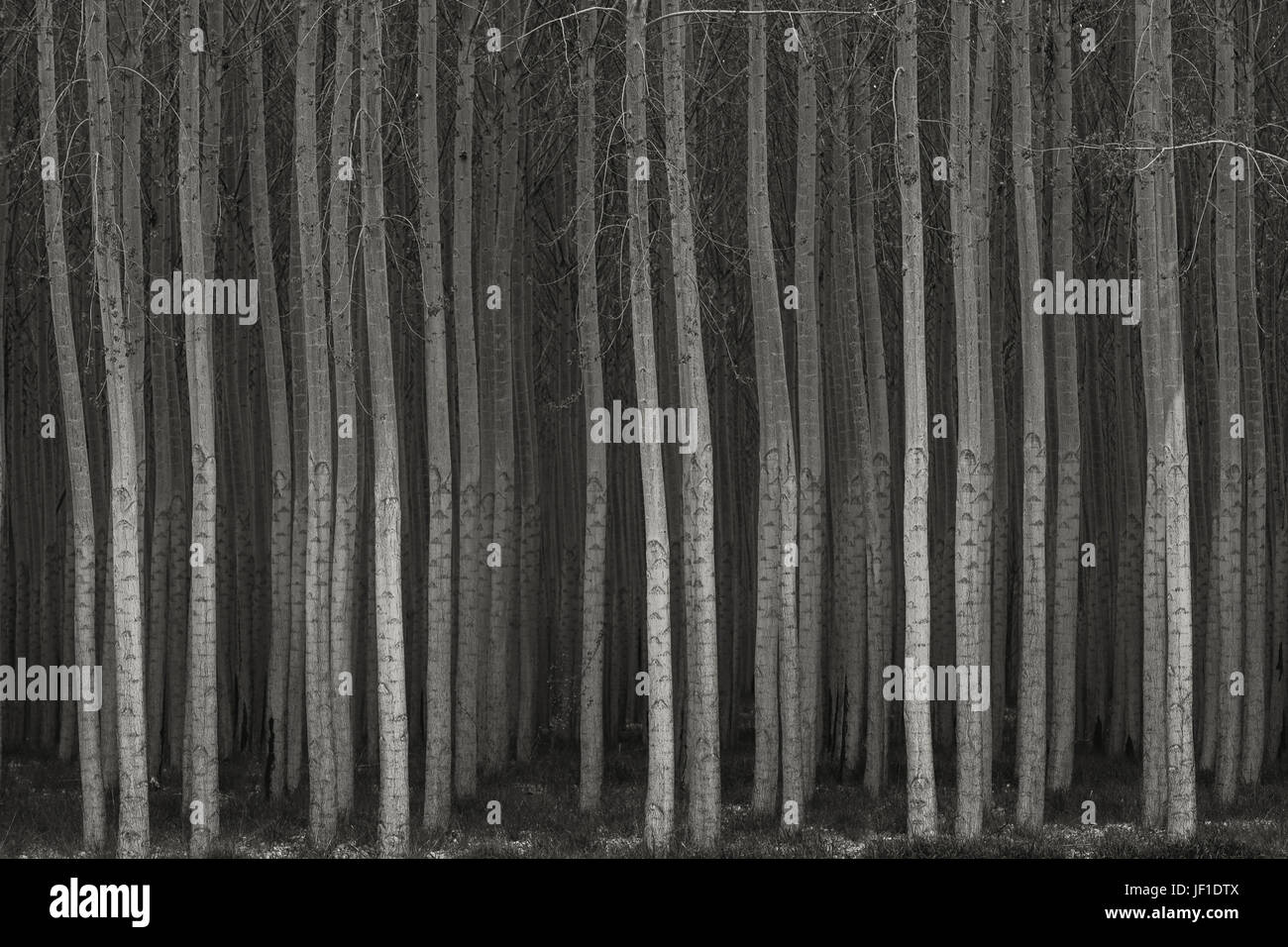 Rows of commercially grown poplar trees in a plantation with straight