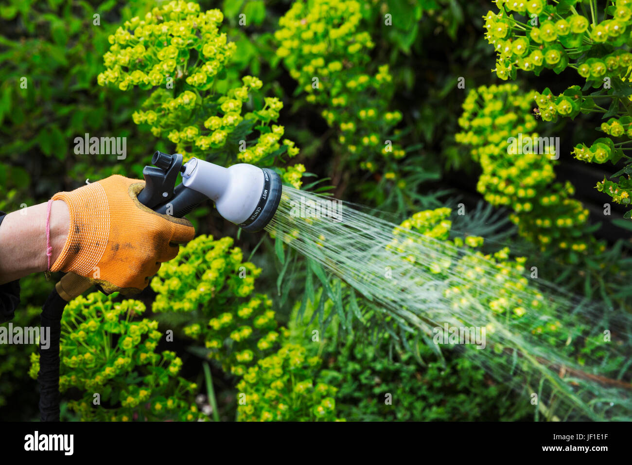 A gardener watering plants in a flowerbed using a waterhose. Stock Photo