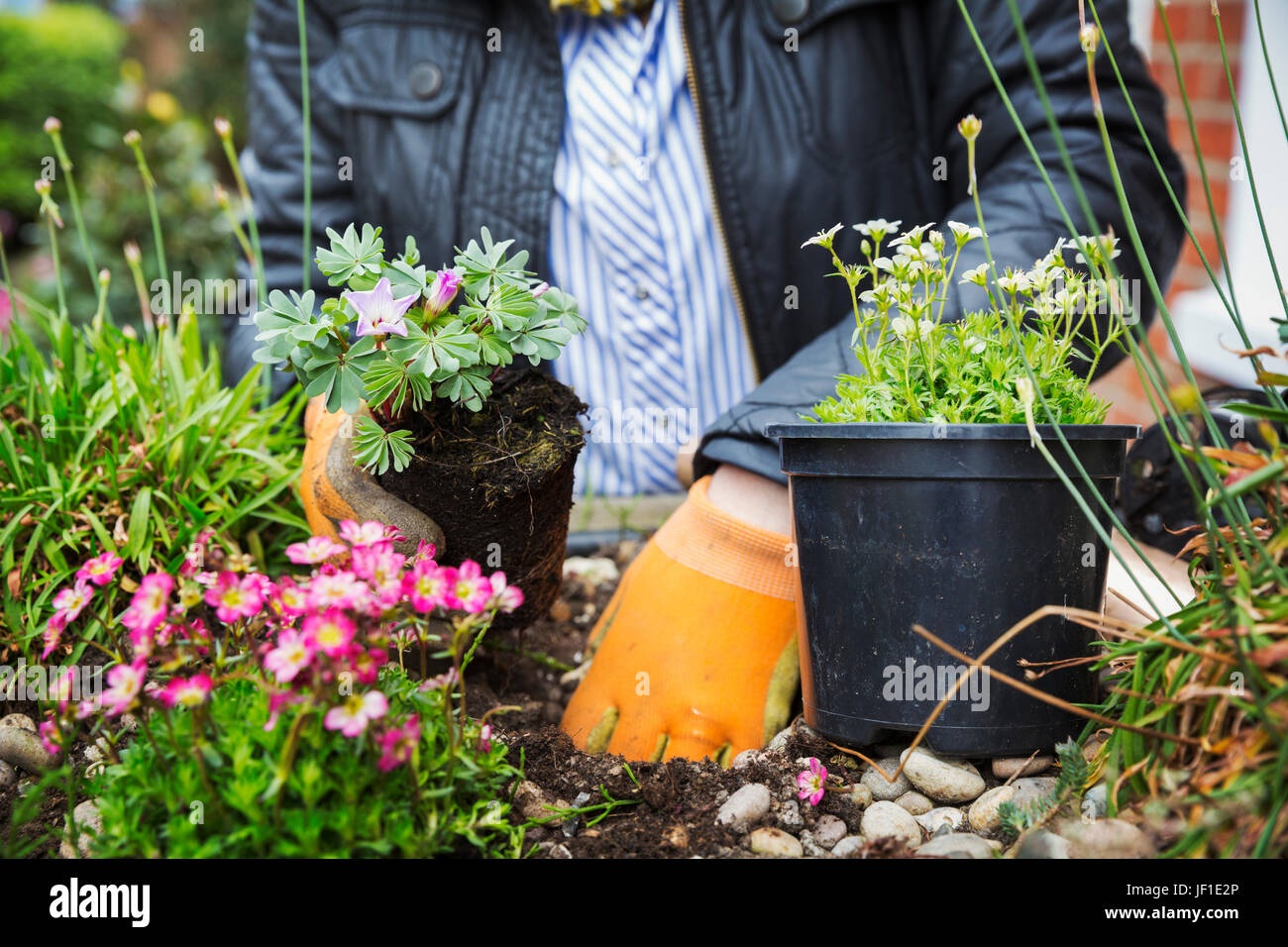 Close up of person wearing gardening gloves planting flower in a flower bed. Stock Photo