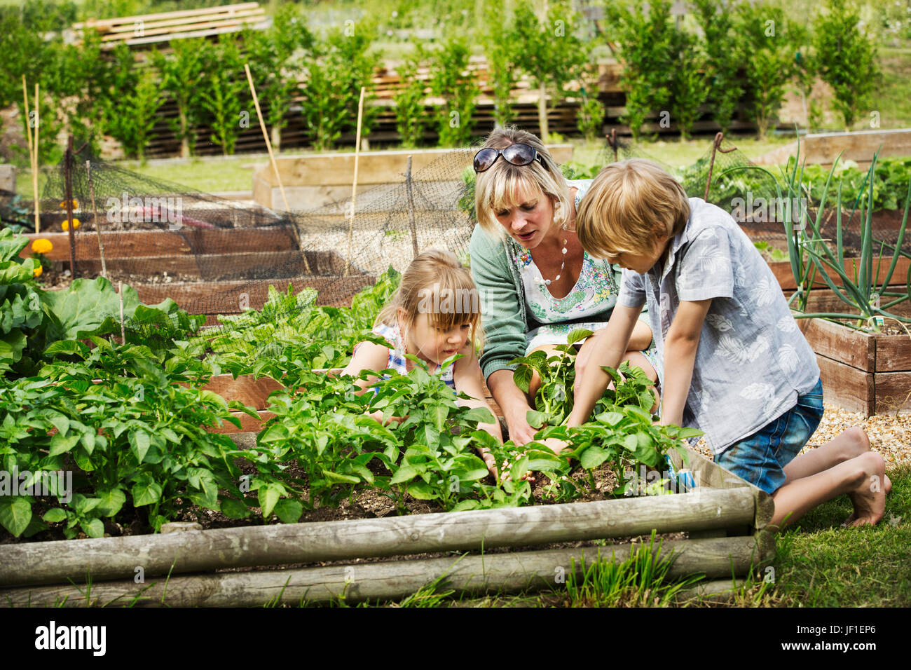 Woman, boy and girl kneeling by a vegetable bed in a garden Stock Photo -  Alamy