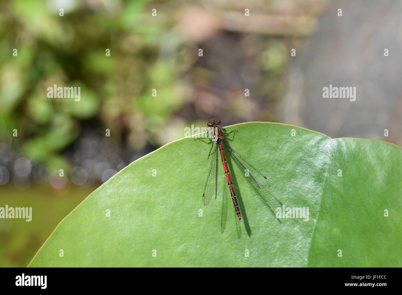 Large red damselfly on lily leaf Stock Photo - Alamy