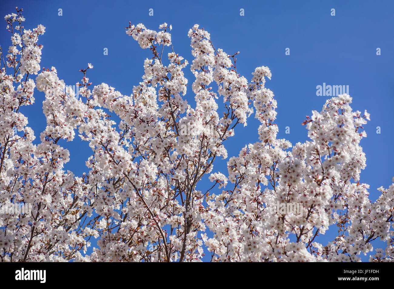 Beautiful cherry blossom sakura in spring time over blue sky Stock ...
