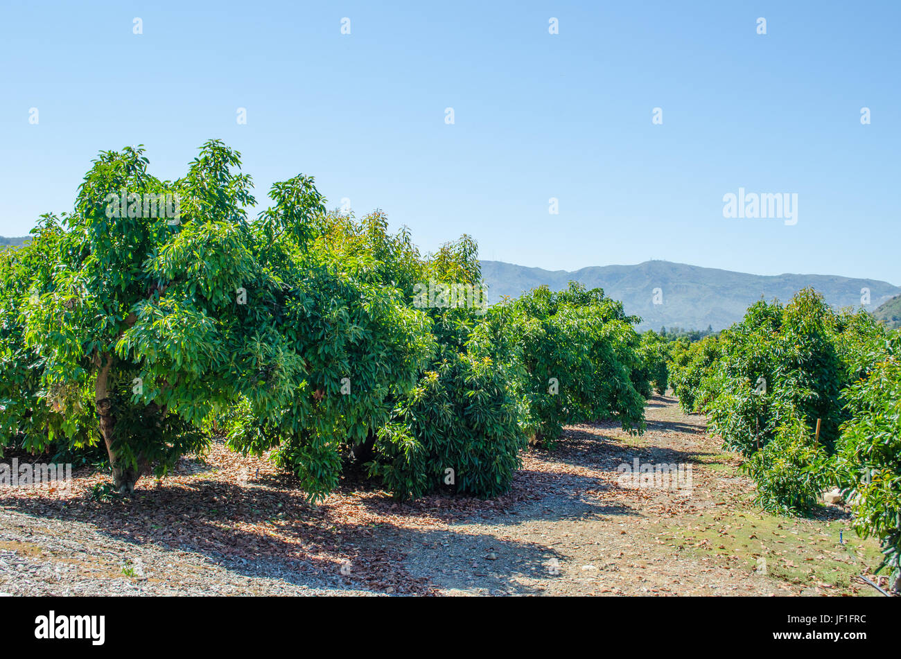 California avocado farm hires stock photography and images Alamy