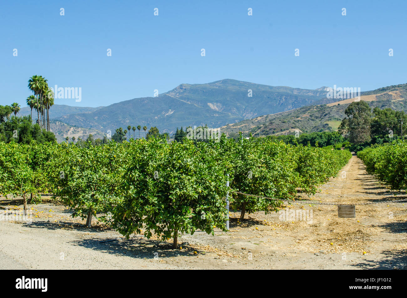Lemon grove, Santa Paula, Ventura County California Stock Photo Alamy