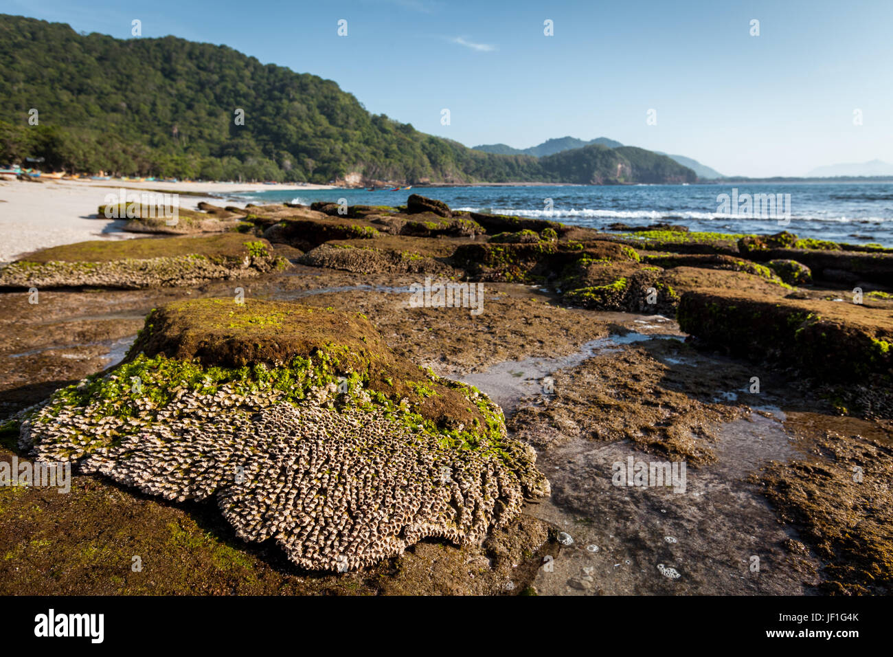 Coastal sea creatures growing on an impressive section of uniquely shaped and weathered rock formation near the white sand beach of Tanjung Papuma Stock Photo