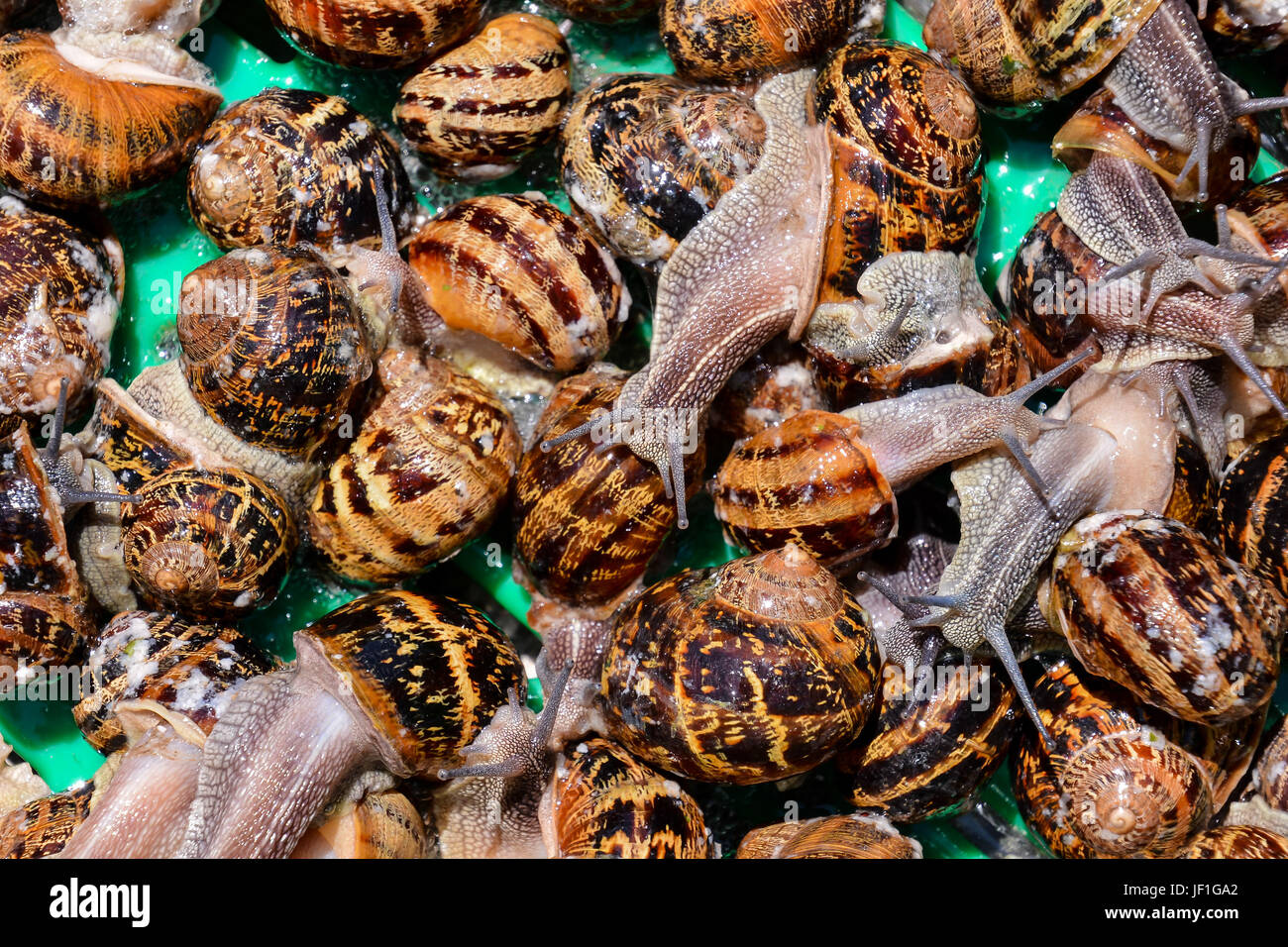 Edible snail escargot Stock Photo Alamy