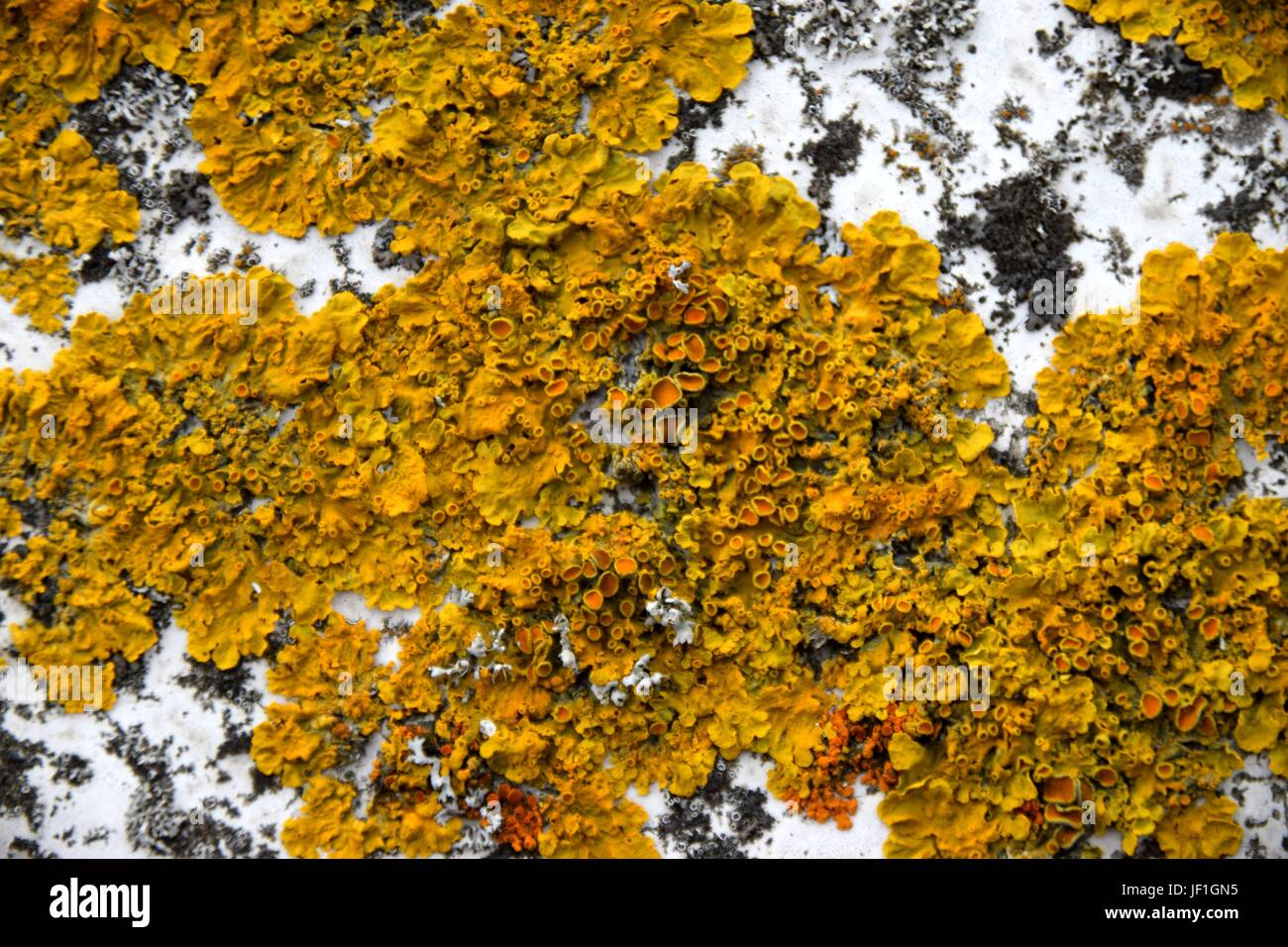 colored moss and lichens on a balustrade Stock Photo