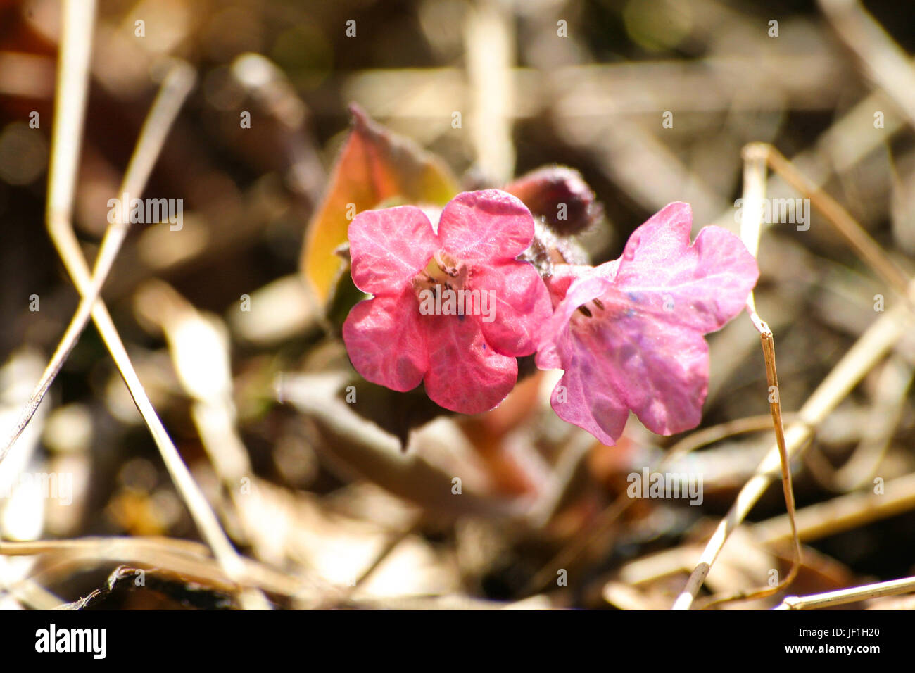 Flowering dark lungwort in spring in natural habitat Stock Photo
