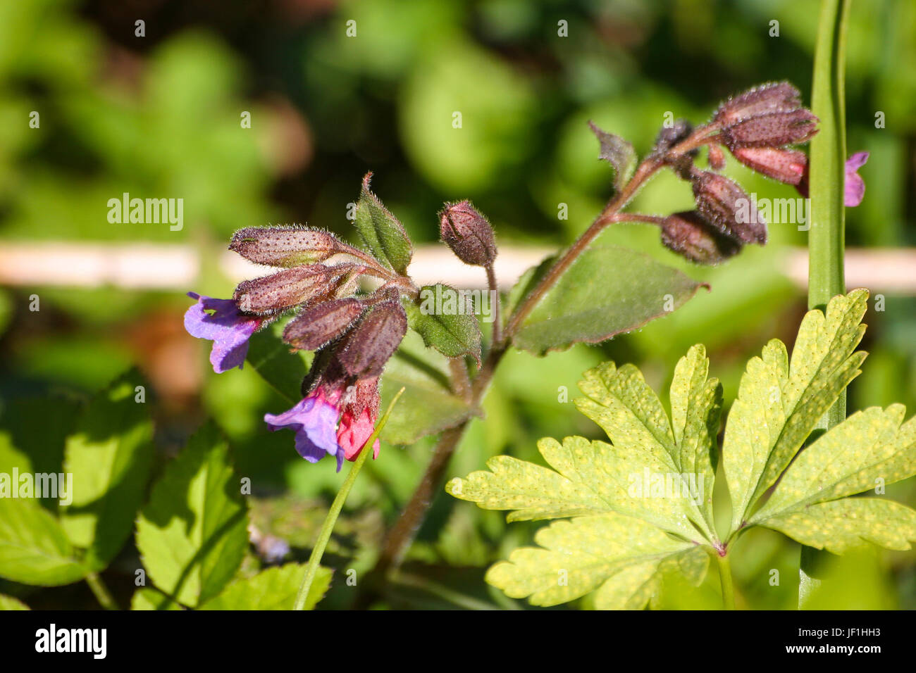 Flowering dark lungwort in spring in natural habitat Stock Photo