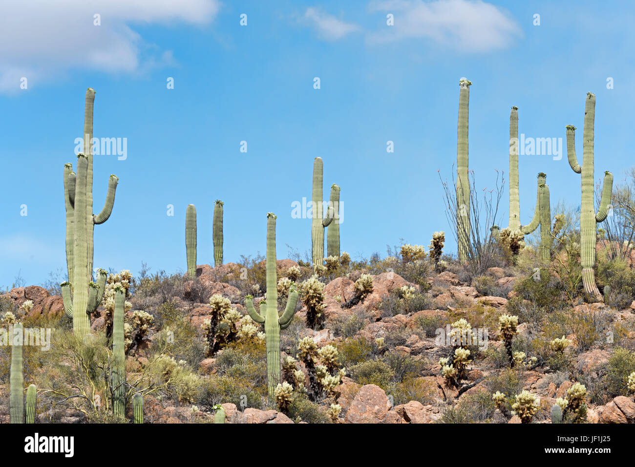 Saguaro Cacti (Carnegiea gigantea), Saguaro National Park, Sonora Desert, Tucson, Arizona, USA Stock Photo