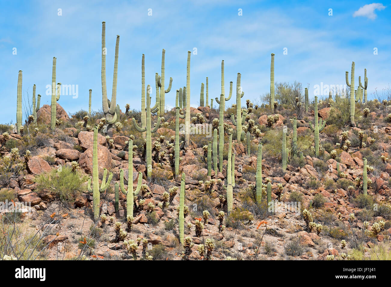 Saguaro Cacti (Carnegiea gigantea), Saguaro National Park, Sonora Desert, Tucson, Arizona, USA Stock Photo