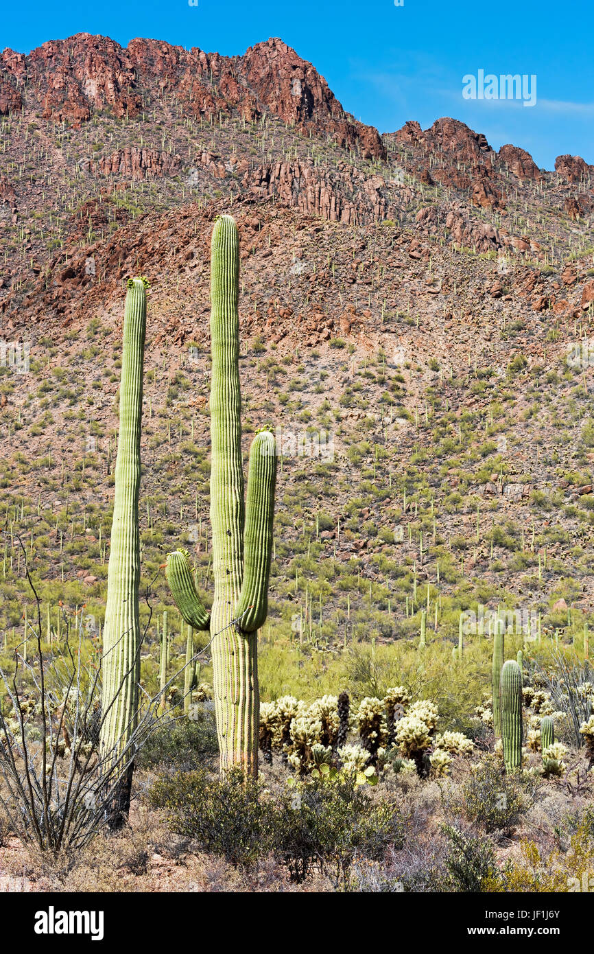 Saguaro Cacti (Carnegiea gigantea), Saguaro National Park, Sonora ...