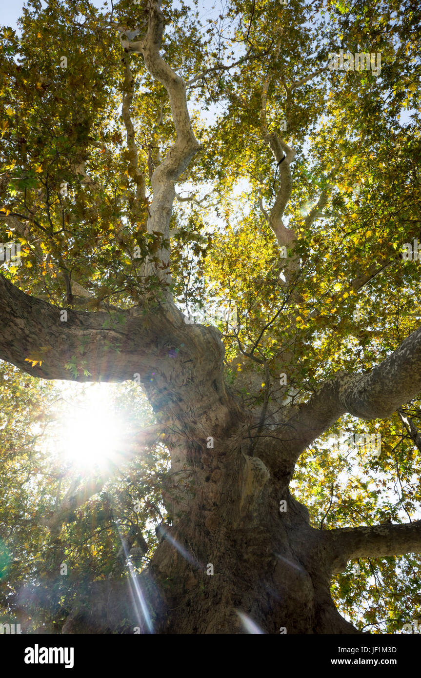 Croatia, Oldest, Largest Tree In Europe Stock Photo Alamy
