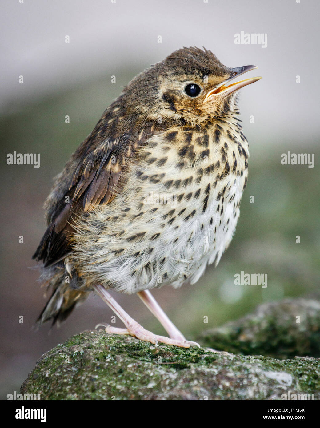 skylark british bird Stock Photo