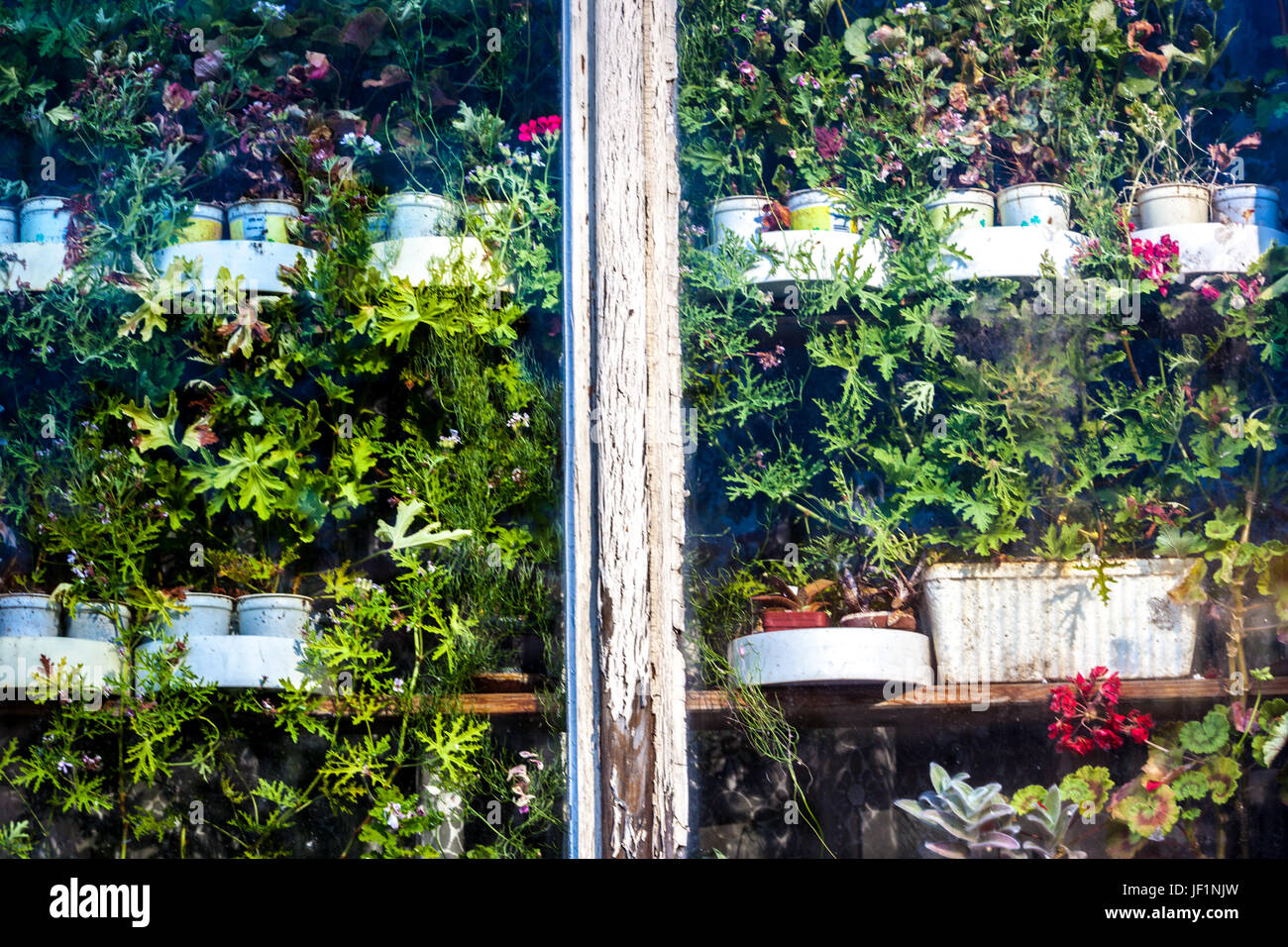 Different herb plants grown in plastic pots behind a glass Herbs window growing herbs Stock Photo