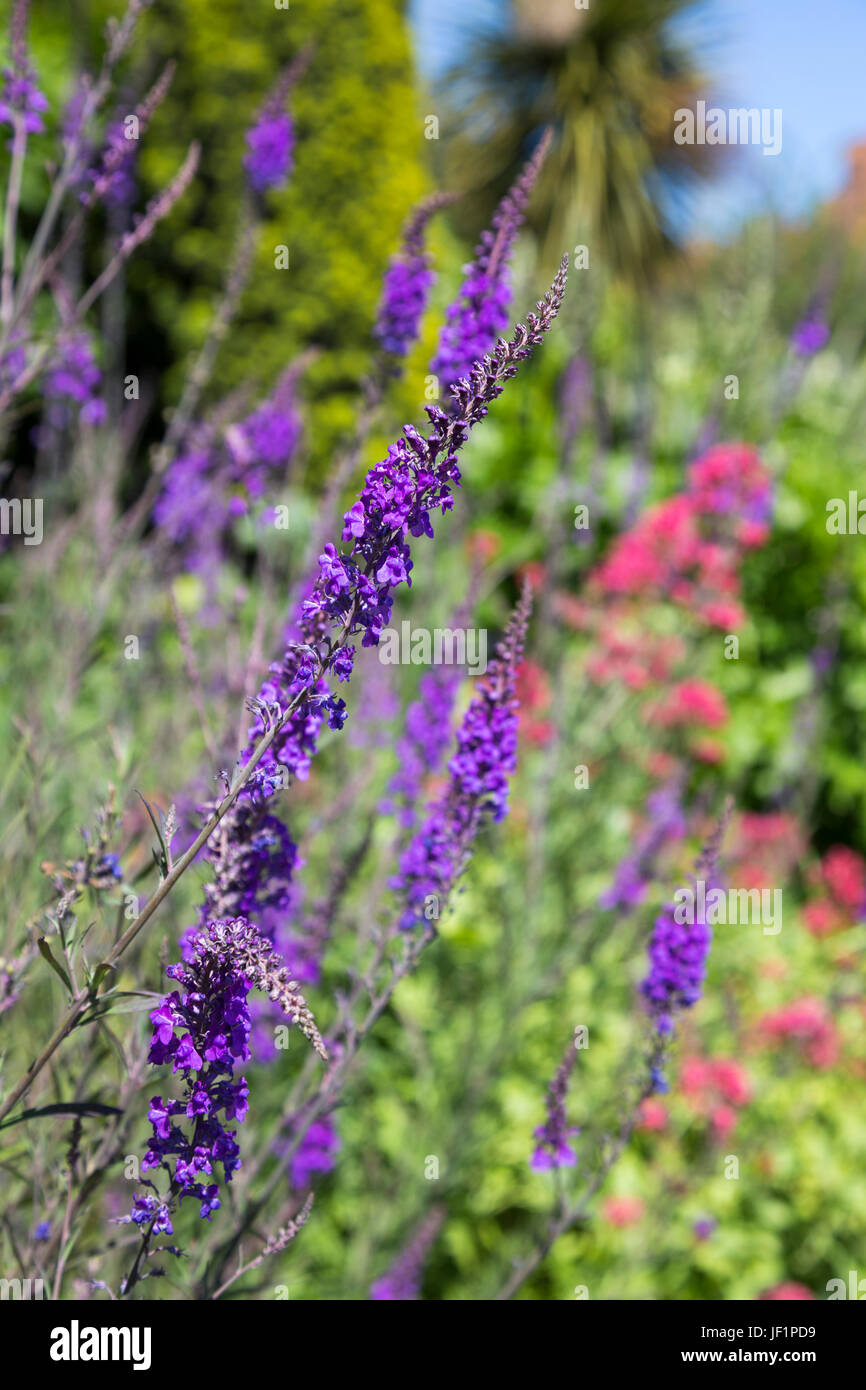 Garden Speedwell (Veronica longifolia) long purple flowers in a meadow Stock Photo