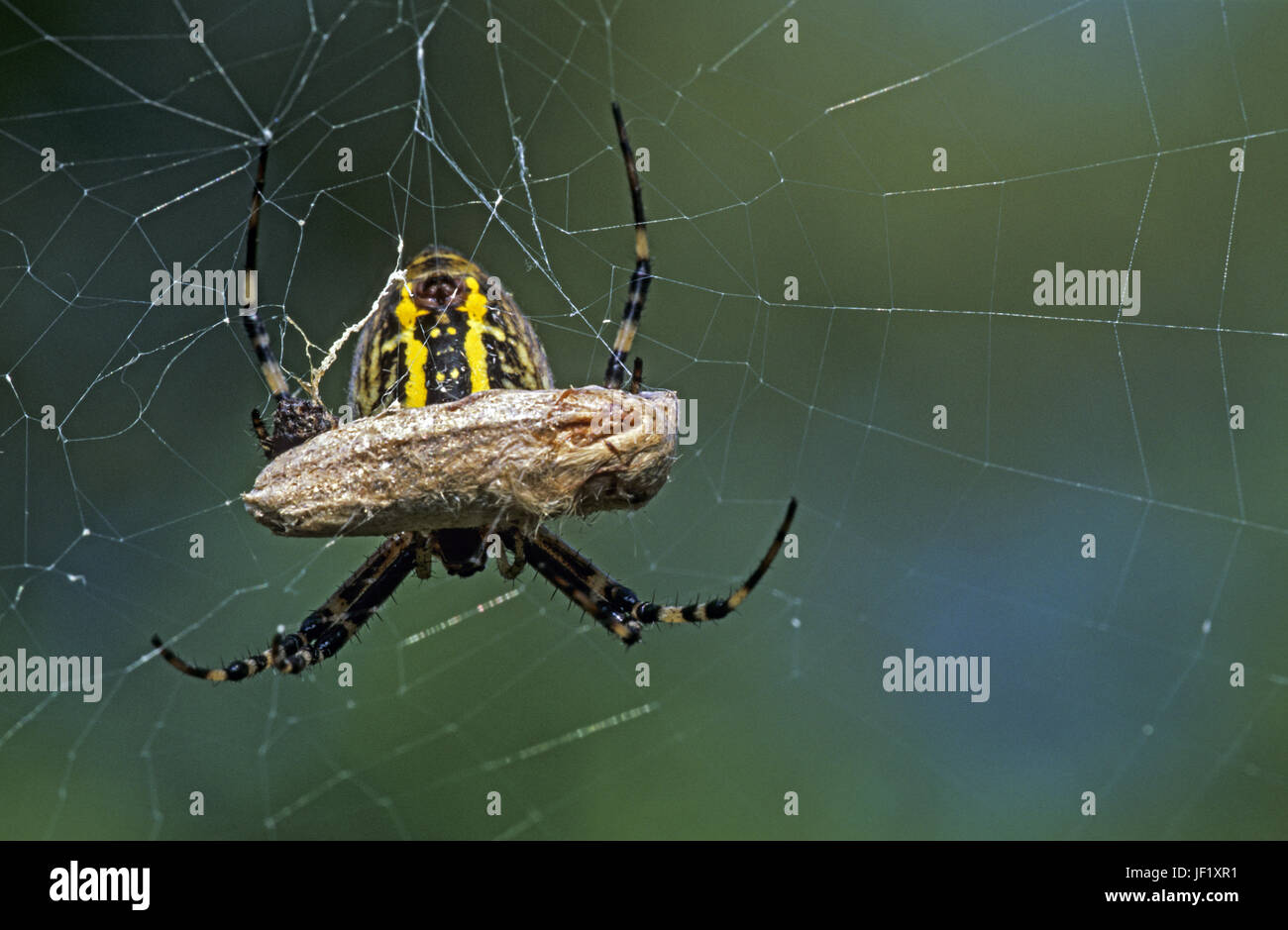 Wasp Spider is a species of orb-web spider Stock Photo