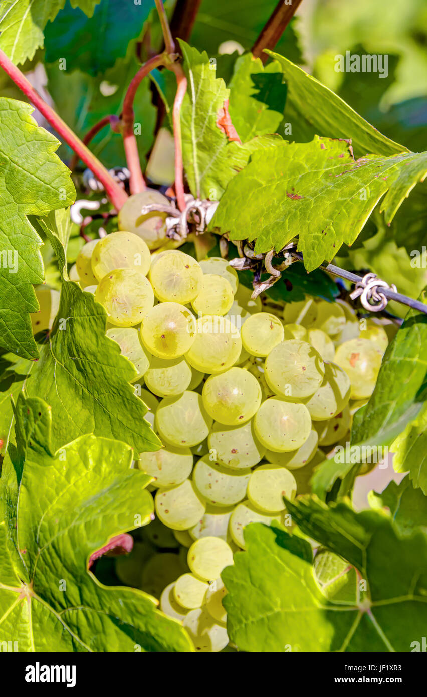 White wine grapes in vineyard Stock Photo