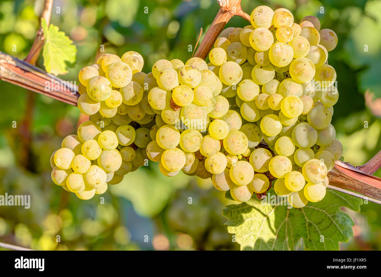 White wine grapes in vineyard Stock Photo