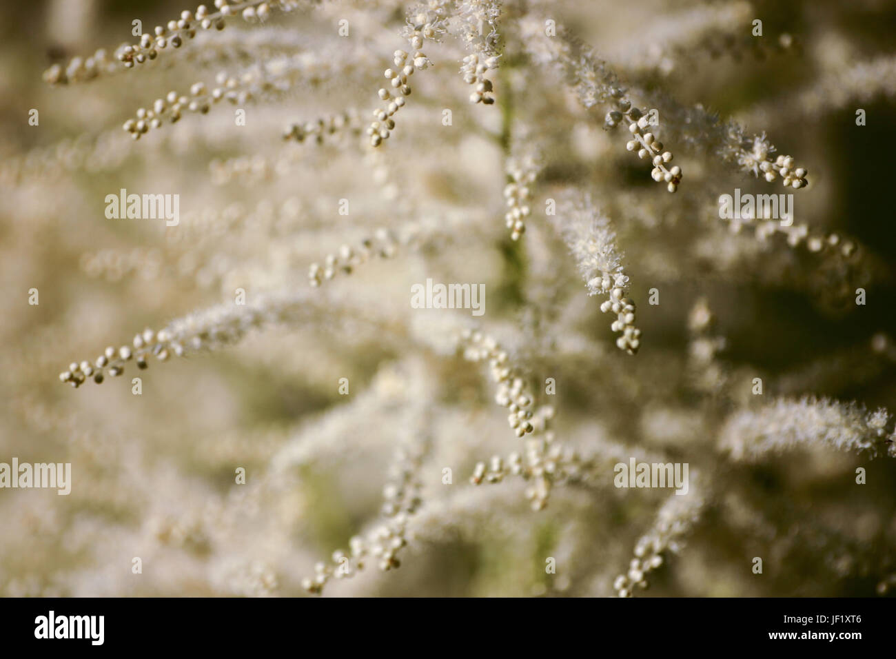 A beautiful close-up of white astilbe flowers Stock Photo