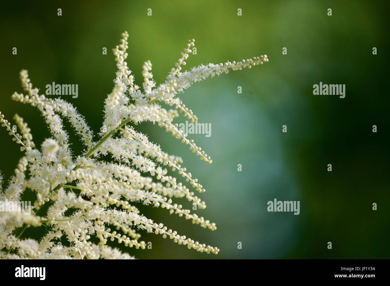 A beautiful close-up of white astilbe flowers Stock Photo