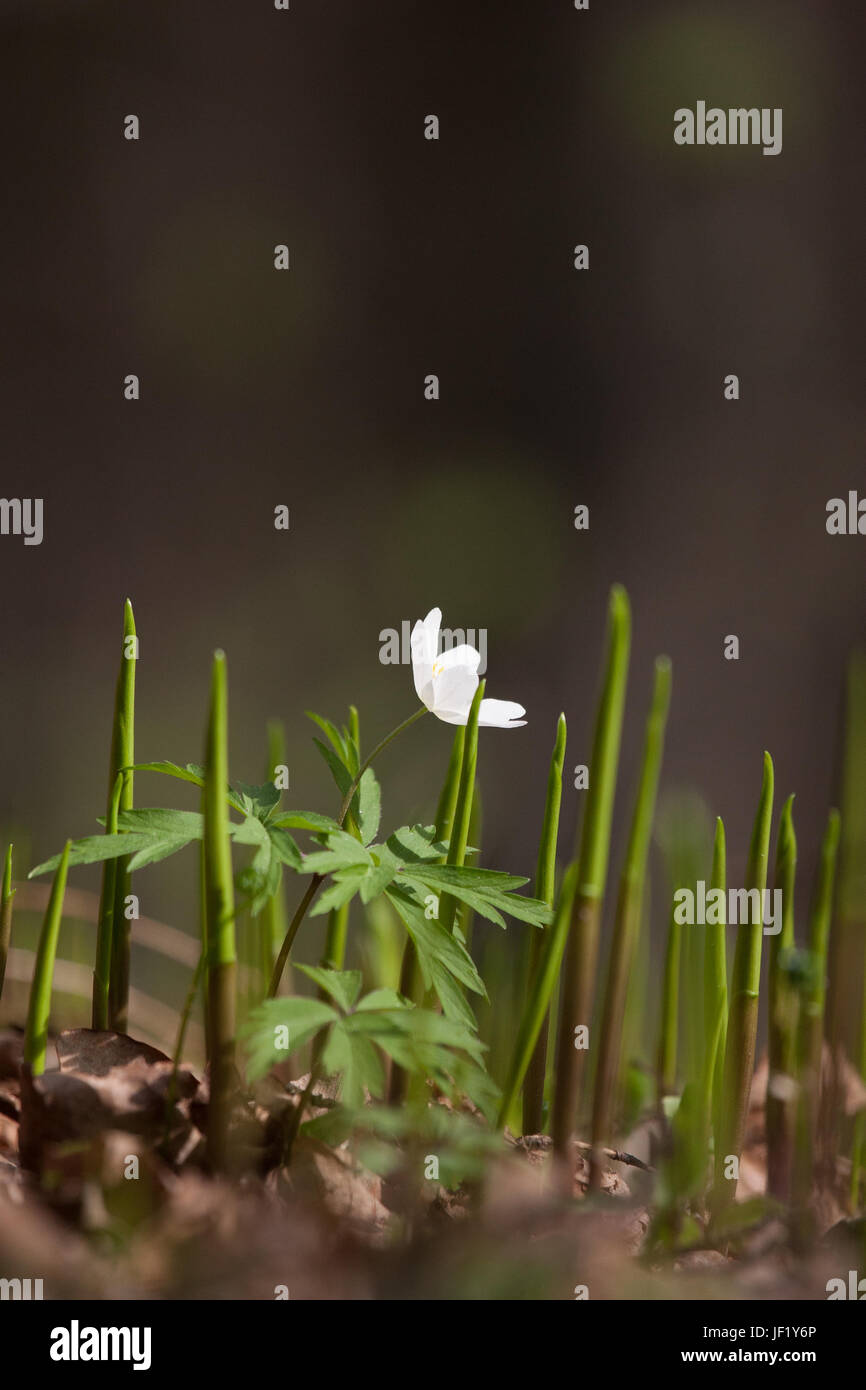 Beautiful white hepaticas on a natural background in spring Stock Photo