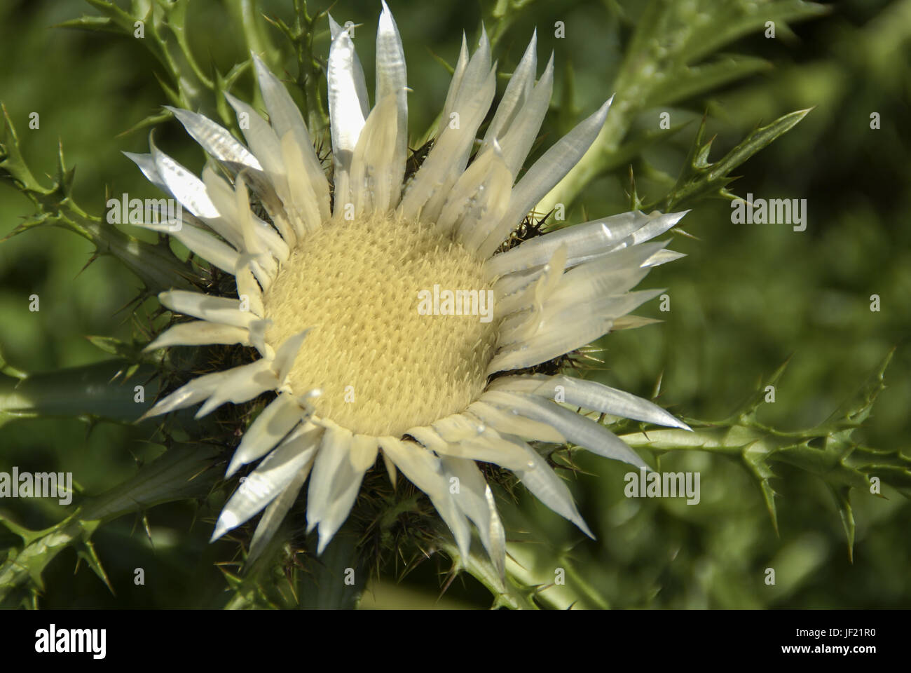 Silver thistle in Baden-Wuerttemberg, Germany Stock Photo