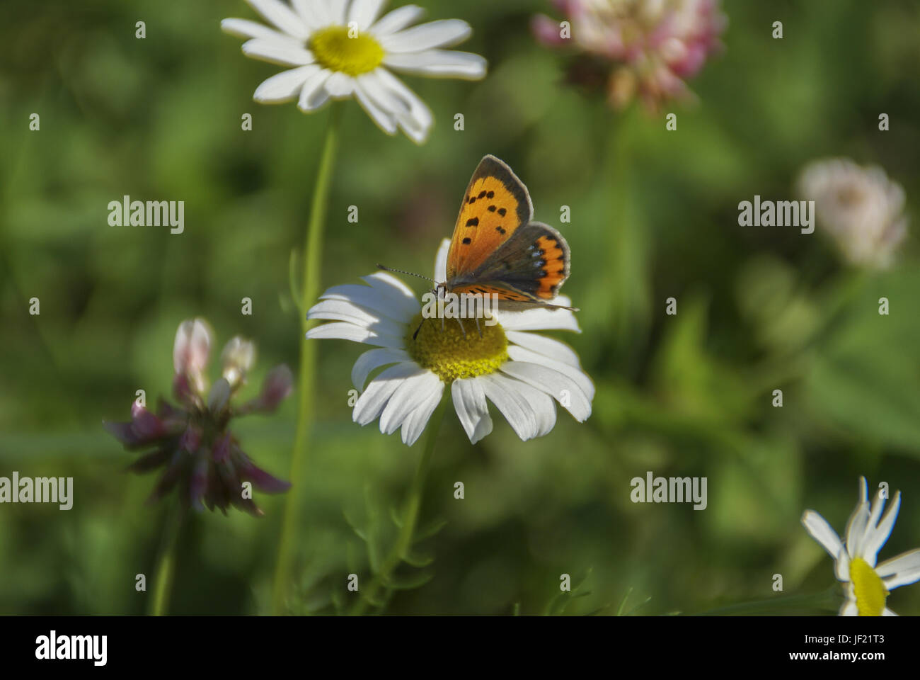 small copper, Germany, BadenWuerttemberg Stock Photo Alamy