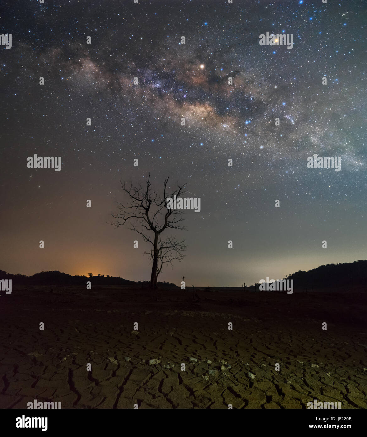 Beautiful Night Starry sky with Rising Milky Way over the dead tree ...