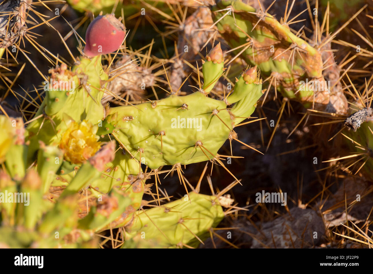 Green Prickly Pear Cactus Leaf Stock Photo Alamy