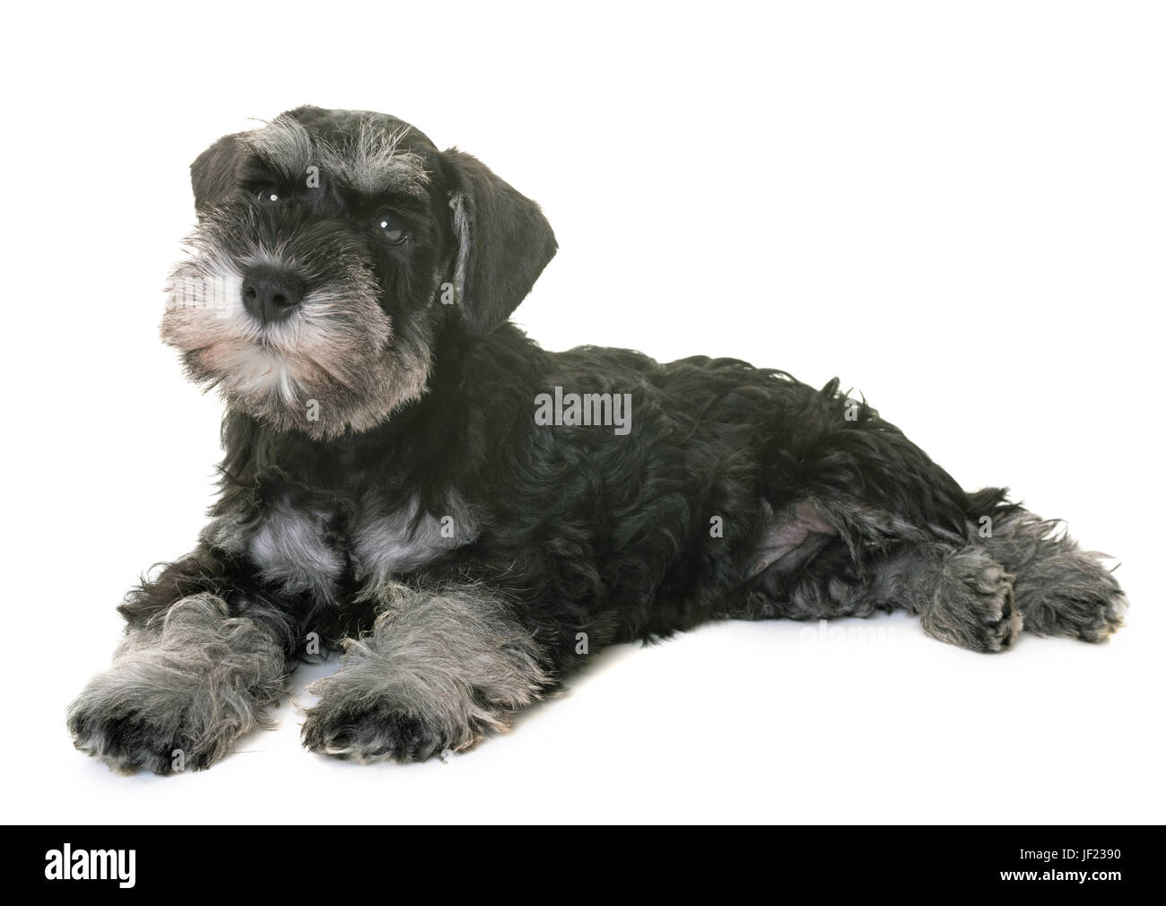 puppy miniature schnauzer in front of white background Stock Photo