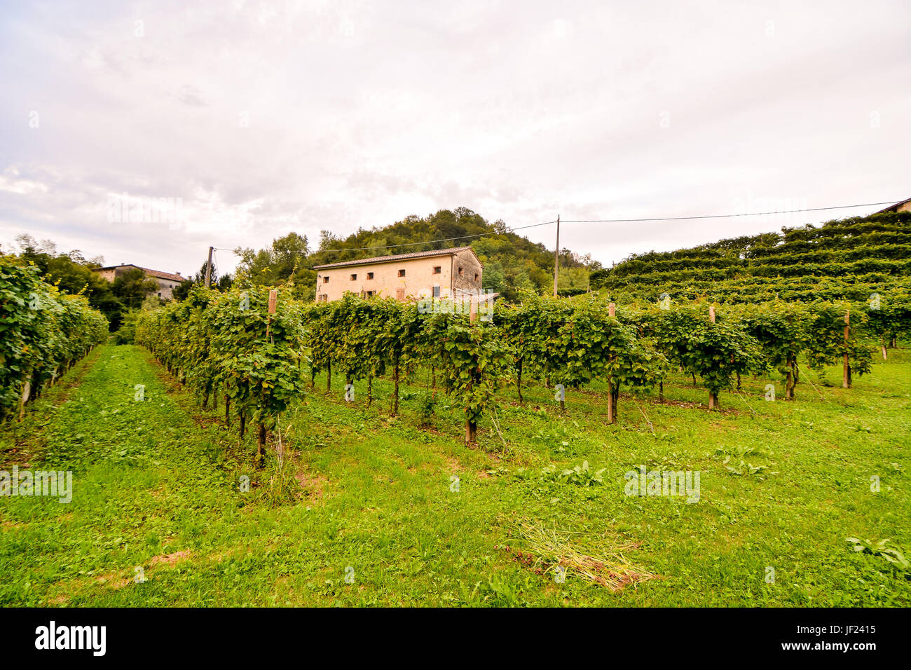 Vineyard Ready to Produce Wine Stock Photo