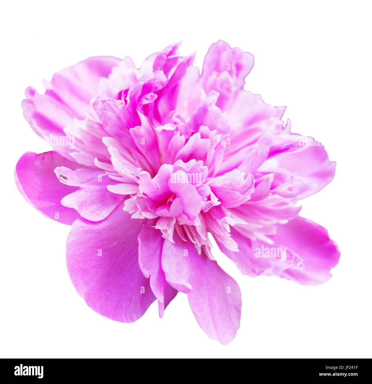 pink peony isolated on white background Stock Photo - Alamy