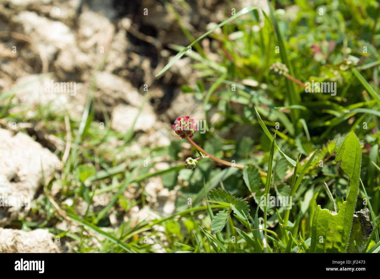 Salad Burnet Wild Flower Stock Photo