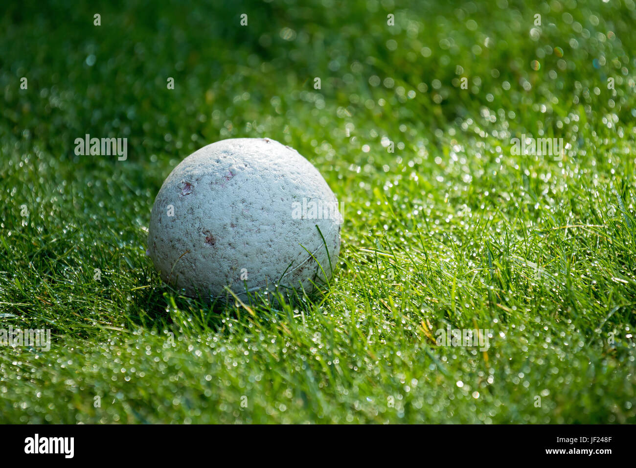 Chewed Dog Ball on Dewy Grass Stock Photo Alamy