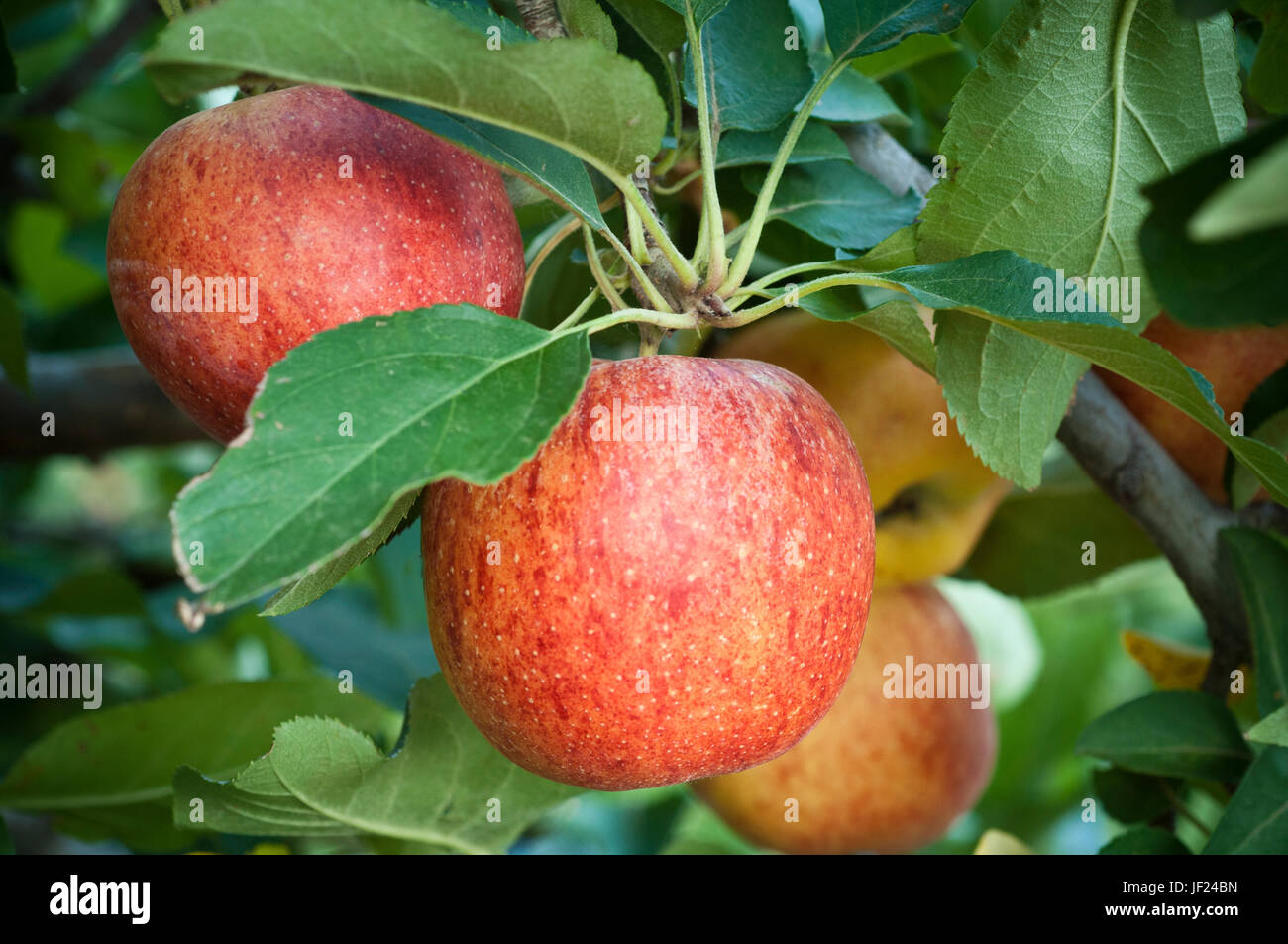 Organically grown Gala Apples hanging on tree ready for harvest Stock