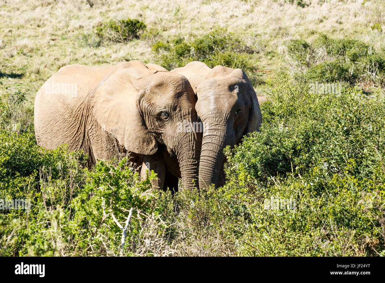 In Love Male and Female - African Bush Elephant Stock Photo