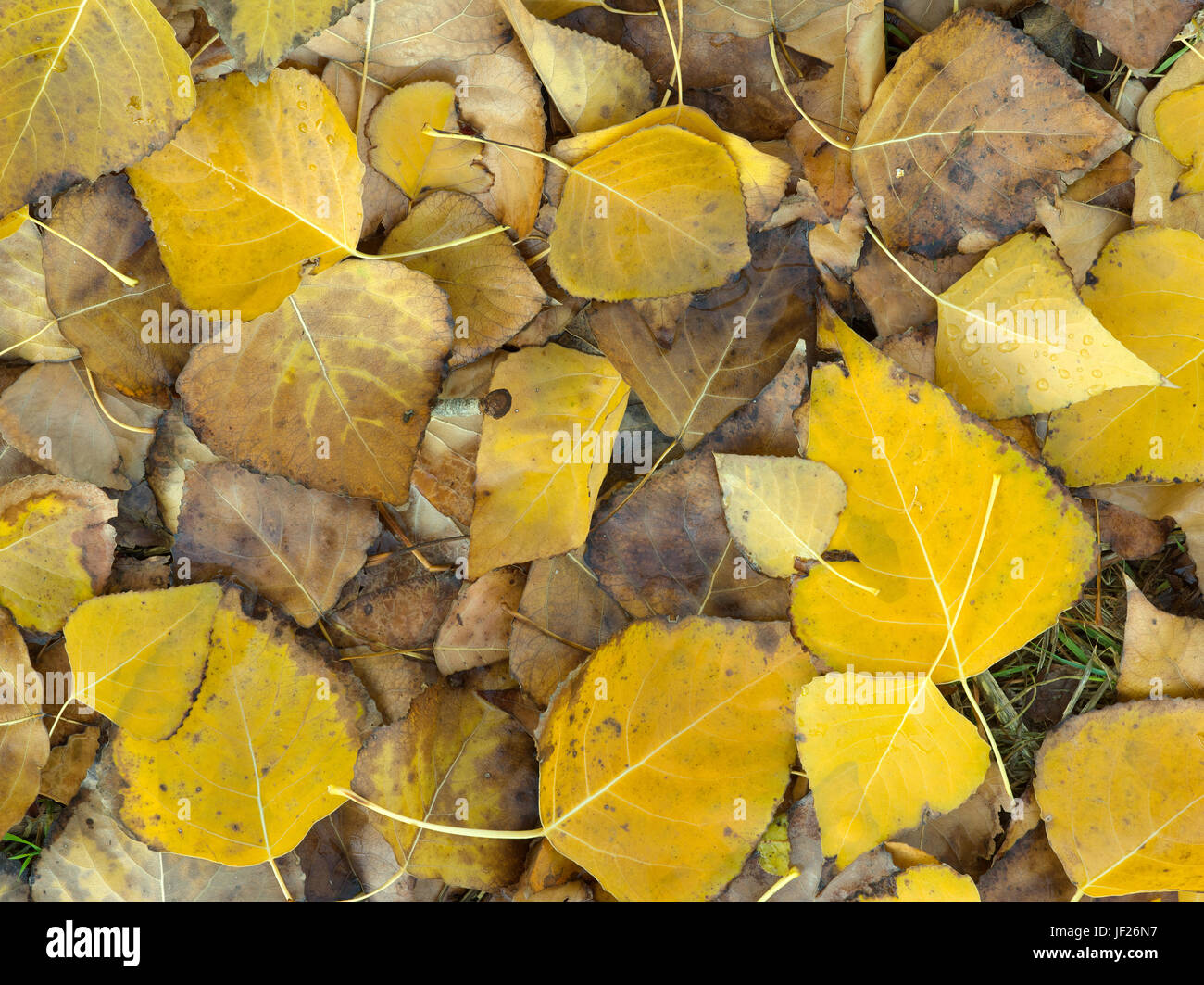 Endo of Autumn, Poplar leaves on ground rotting, Australia. Stock Photo