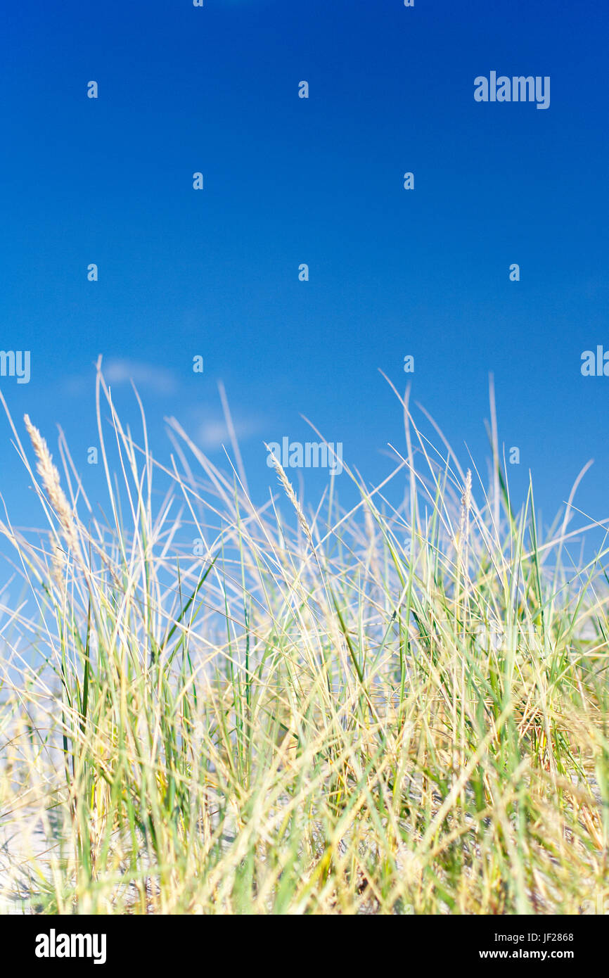 Grass against blue sky Stock Photo - Alamy
