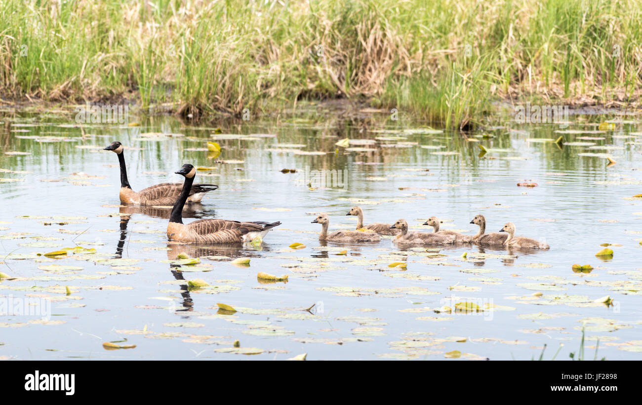 Canada Geese and Goslings Swim through a Narrow Channel Stock Photo
