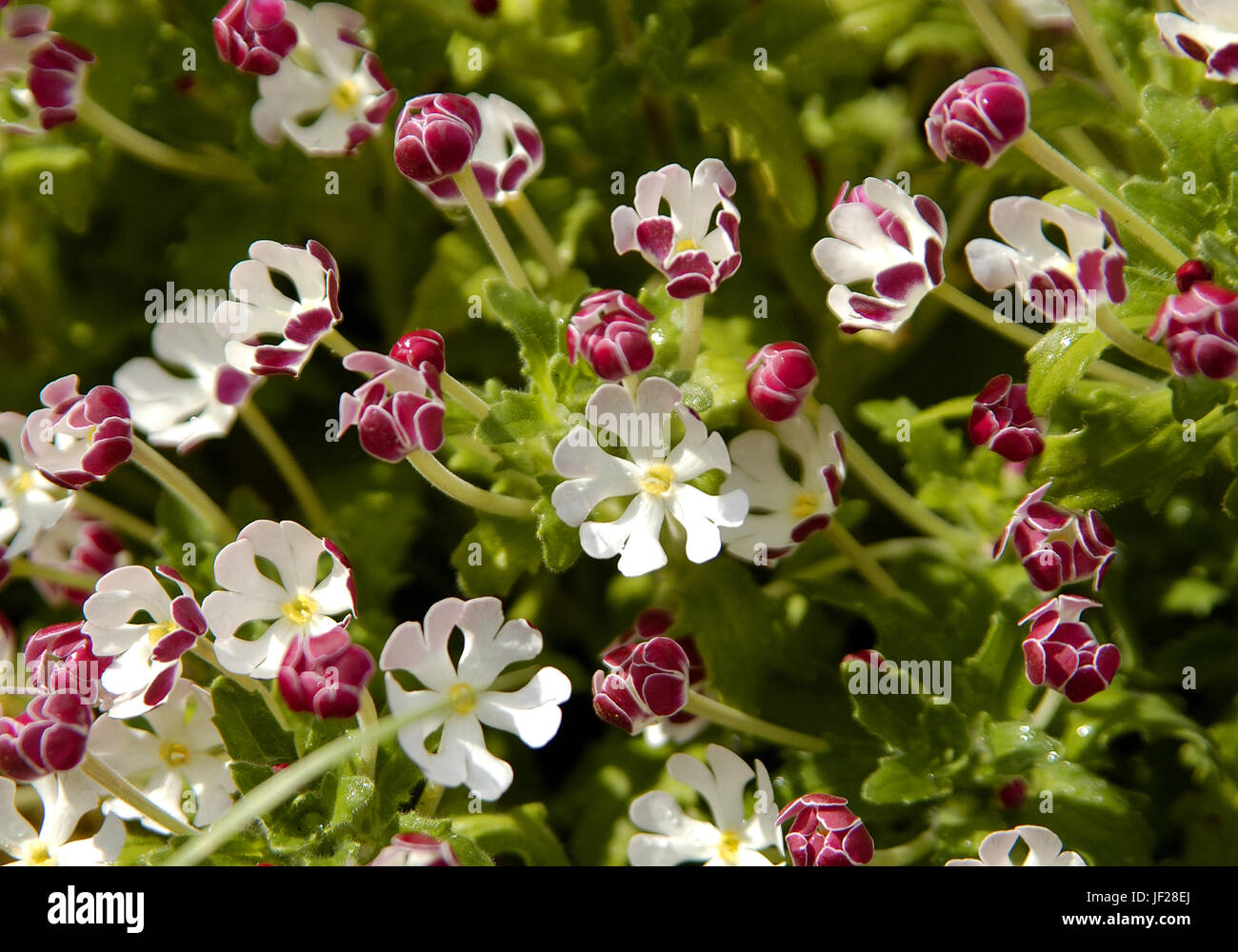 zaluzianskya ovata group of blooming flower detail Stock Photo