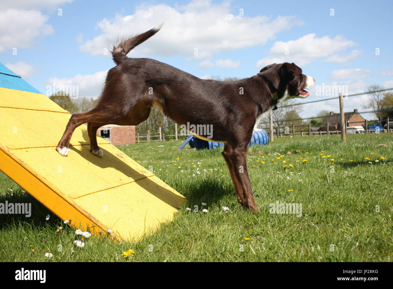 red and white smooth coated border collie standing an agility contact