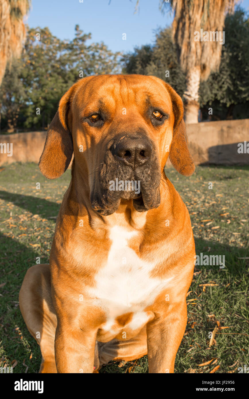 Boerboel dog on lawn Stock Photo Alamy