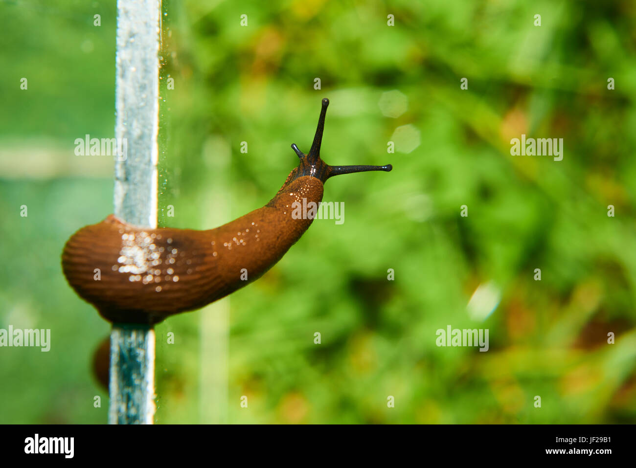 Ugly Slug High Resolution Stock Photography And Images Alamy Ugly Slug High Resolution Stock Photography And Images Alamy