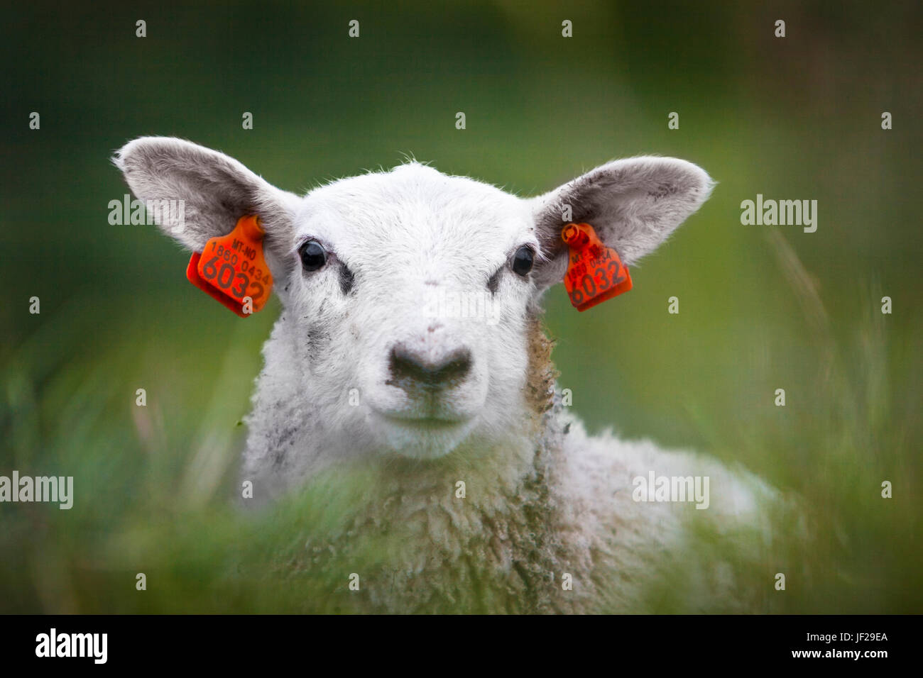 Portrait of sheep Stock Photo - Alamy