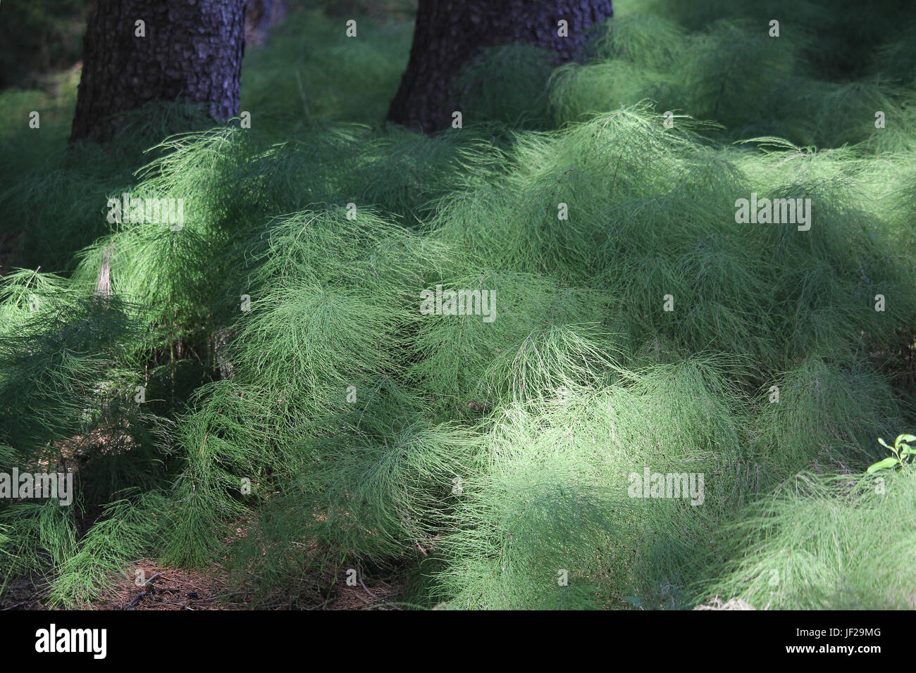 wood horsetail Stock Photo