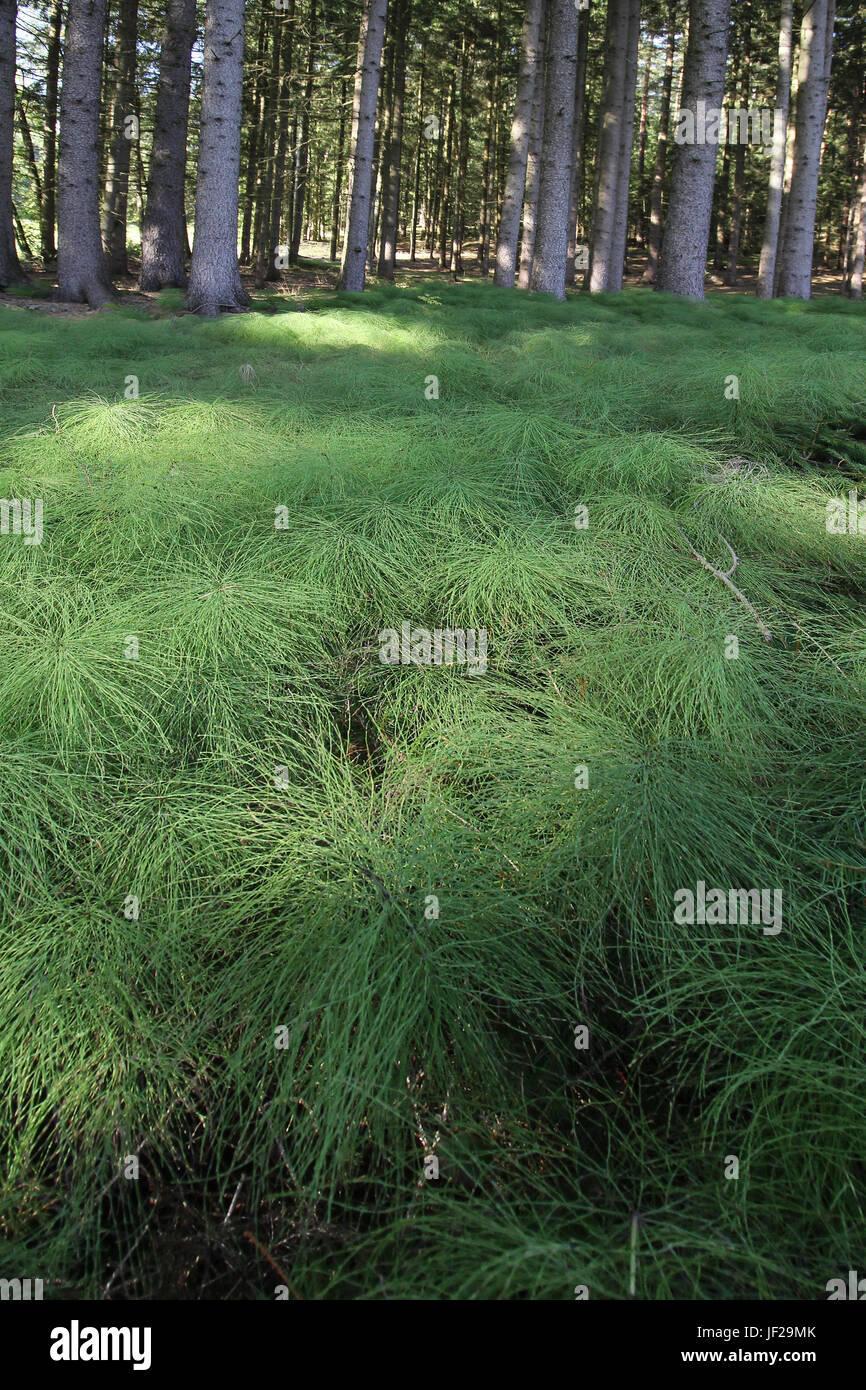 wood horsetail Stock Photo