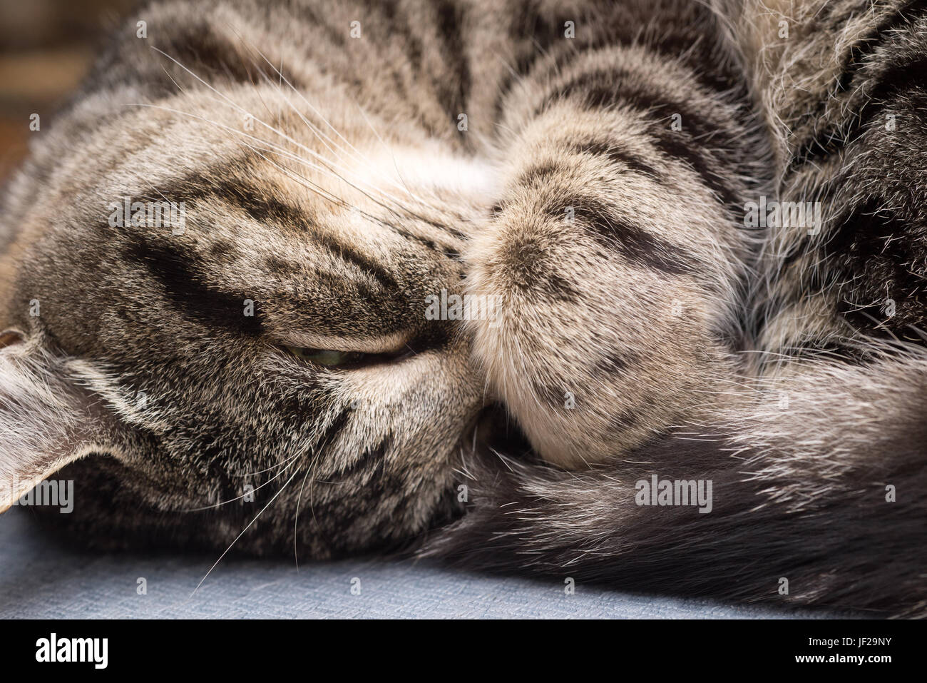 Cat with Paw on Mouth Stock Photo