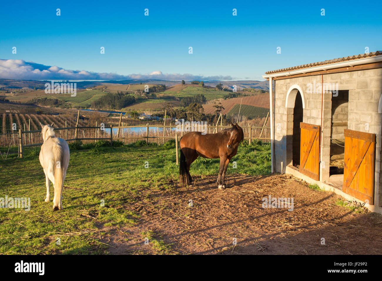 Two Arabian Horses by the Stables Stock Photo