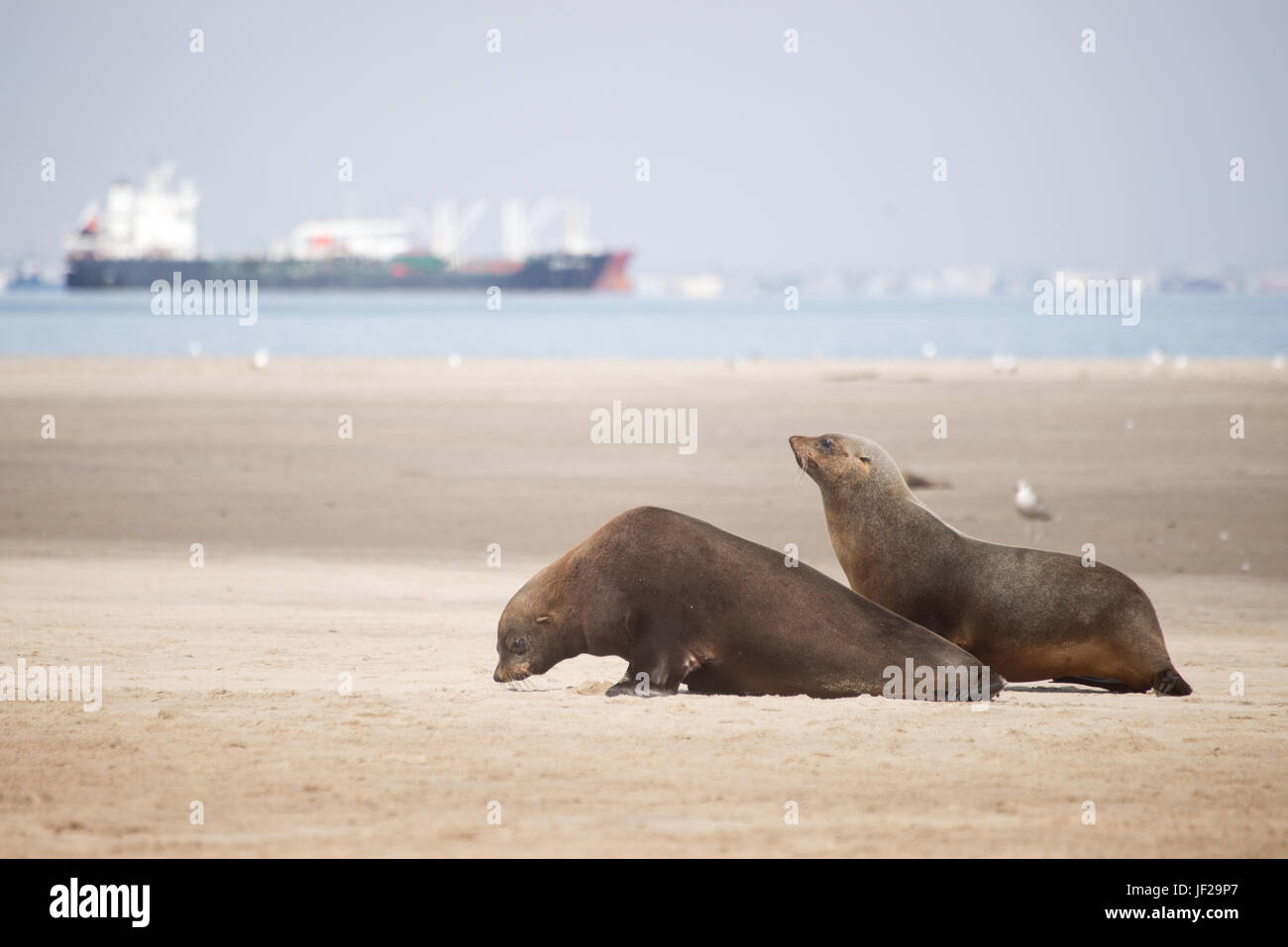 Two Seals Move Along the Beach Stock Photo